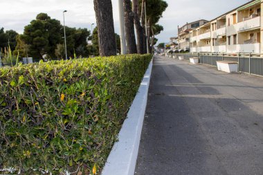 Calabria, İtalya 'da çam ağaçları ve çalılarla dolu bir yol. Parkta peyzaj. İnsanlar tarafından dengeli kesilmiş çalılar.