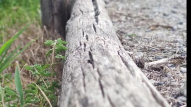 Büyük karıncalar ahşap bir çit boyunca koşar. Böcekler yakın plan. Sülfür karıncaları sürekli hareket halindedir..