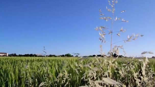 夏になると畑の裏側に草が茂ります 自然な背景 収穫と繁栄の概念 — ストック動画