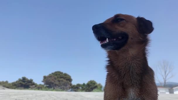 Czerwony Pies Siedzi Plaży Włoszech Miły Piękny Pies Jest Zawsze — Wideo stockowe