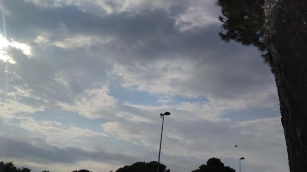 Passenger Plane Performs Horizontal Flight Sky Background Trees Close Plane — Stockvideo