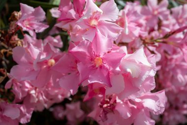 Frangipani çiçekleri. Pembe çiçek koleksiyonu. Mavi okyanusta tropik çiçekler.