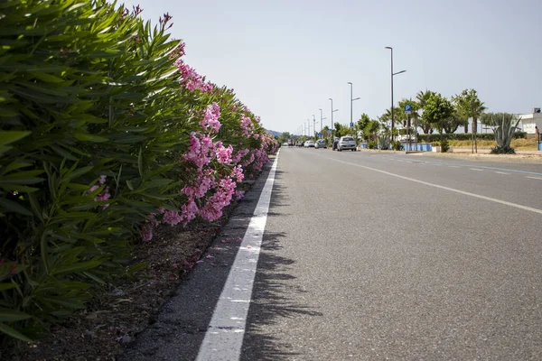 Empty asphalt road in Calabria, Italy. Asphalt road and flower strip of pink flowers. Summer (spring, autumn) background.