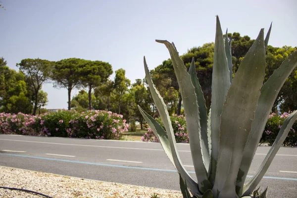 Large leaves of Aloe cactus in front of a road with flowers. Fashionable plants in natural design. Nature of Calabria, Italy. Succulents, blooming cactus, strelitzia, tropical palm leaves, monstera, jungle leaves.
