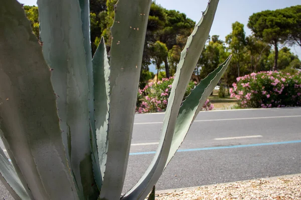 大叶的芦荟仙人掌在路上开着花 自然设计中的时尚植物 意大利卡拉布里亚的性质 盛开的仙人掌 热带棕榈叶 丛生叶 — 图库照片