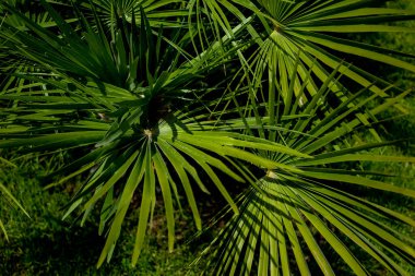 Palmiye yaprakları yeşil desenli, soyut tropikal arka plan. Palmiye yaprakları arkaplan dokusuna yakın doğa görünümü.