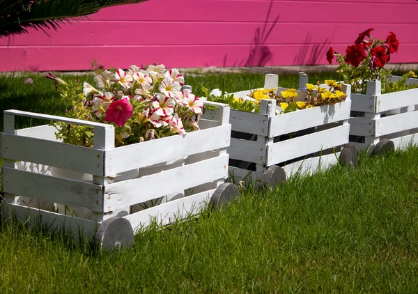 Wooden homemade pots with growing flowers on a real terrace in the garden. Close-up of flower pots with plants. Young plants growing in the garden.