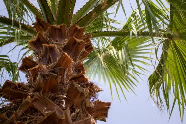 Mavi gökyüzünde avuçlar. Yaz plajı palmiye ağaçları mavi gökyüzü pankarnesine karşı. Palmiye ağaçları.