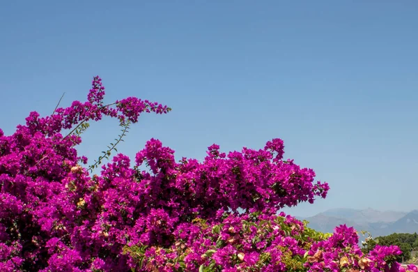 从意大利卡拉布里亚Golfo Gioia的Belvedere Capo Naqucano观景 卡波卡诺是卡拉布里亚最美丽的地区 山水仙花一种大型植物 山水仙花开在山中 — 图库照片