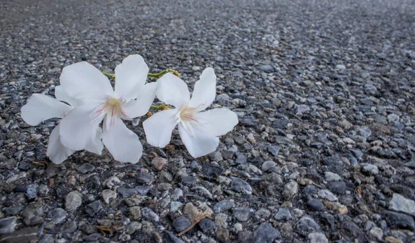 Large plant with oleander flowers. White orleander flower in front of the ocean on a dark background in Calabria, Italy.