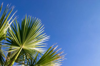 Palm trees against the sky. Palm trees on the tropical coast, coconut palm, summer tree. Relaxation mood.