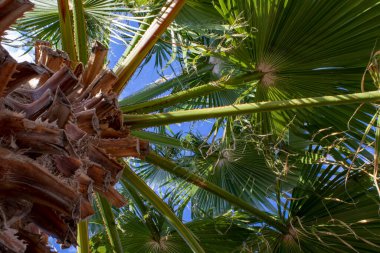 Palm tree close up. Bark and leaves against a clear summer sky. Summer holidays and outdoor adventures.
