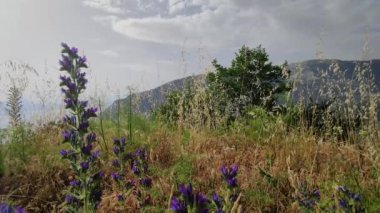 Arka planda otlar ve dağlar güzel manzaralar var. Mavi Gök ve Dağlardaki Bulutlar 'a karşı Pampas Çimeni ile Doğal Ortamında Çiçeklerle Destansı Doğa Arkaplanı.