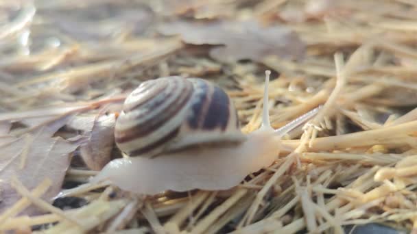 Escargot Rampe Sur Herbe Gros Plan Escargot Dans Herbe Escargot — Video