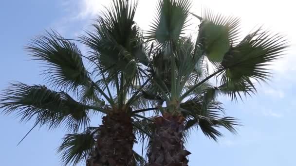 View Palm Trees Sky Beach Tropical Island Palm Trees Sunlight — Stock videók