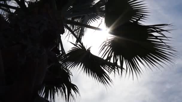 Beach Tropical Island Palm Trees Sunlight — 图库视频影像