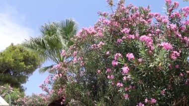 A Beautiful Place Surrounded by Palm Trees and Flowers in Calabria, Italy. Walk Under the Palm Trees in Slow Motion.