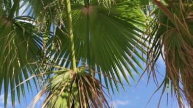 Coconut Palm Leaves with Blue Sky Background with Clouds on the Beach for Background. Palm Tree with Branches Moving in the Wind, palm Tree on Blue Sky - 4K Video.