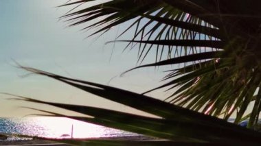 The Coconut Tree Leaves with Background with Sea Waves on the Beach for Background. Palm Tree With Branches Moving in The Wind, Leaf Palm Tree On Blue Sky - 4K Video. 