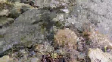 Clear Stream Flowing Through Stone Boulders in the Reserve. An Abundant River Flows Along a Stone Bottom. The Water of a Wild Mountain River Splashes on a Summer Day.