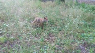 The Fox Descended From the Mountains to the People. A Wild Animal Asks Tourists for Food. We Take Care of Nature and Inhabitants.