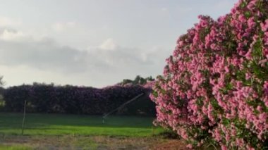 Watering Grass in Southern Italy, Calabria. Garden Sprinkler for Watering the Lawn Against the Background of Flowering Bushes. Hot Day in Summer.
