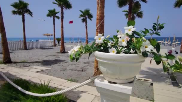 Palm Trees Territory Beach Restaurant Sunny Day Calabria Italy Tropical — Stockvideo