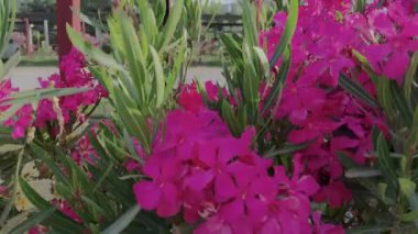 Lots of Exotic White, Pink, Red Flowers. Blooming Frangipani Plumeria Leelawadee Set of Colorful Tropical Flowers on a Green Tree. Natural Tropical Exotic Background.