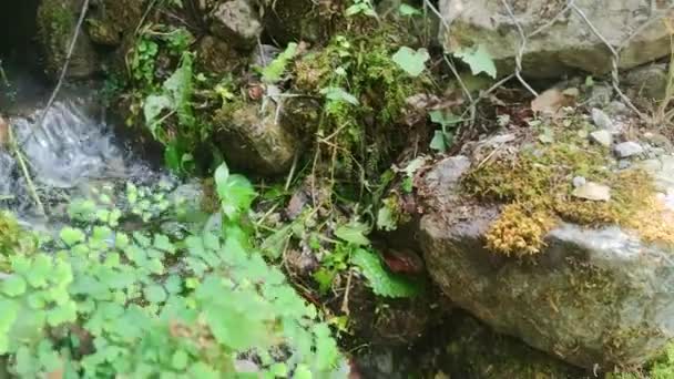Water Flows Wall Backdrop Tropical Vegetation Park Forest Mountains Filmed — Vídeos de Stock