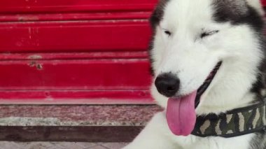 Close-up Head of a Cute Husky with Blue Eyes. Portrait of a blue-Eyed Beautiful Smiling Husky with his Tongue Hanging Out on a Red Background with Copy Space. Nice Dog.