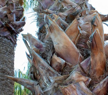 Close up Palm Tree Trunk Texture. Palm Bark Texture. Beautiful Bark Pattern. Close-up.