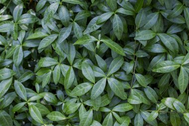 Dark Green Botanical Leaves. Leave the Background of Nature. Green Leaves, Background Pattern. Background Pattern, Natural Background and Wallpaper.