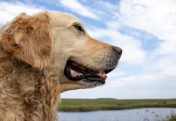 Portrait Blonde Labrador Retriever Natural Background Золотий Ретривер Собака Посміхається — стокове фото