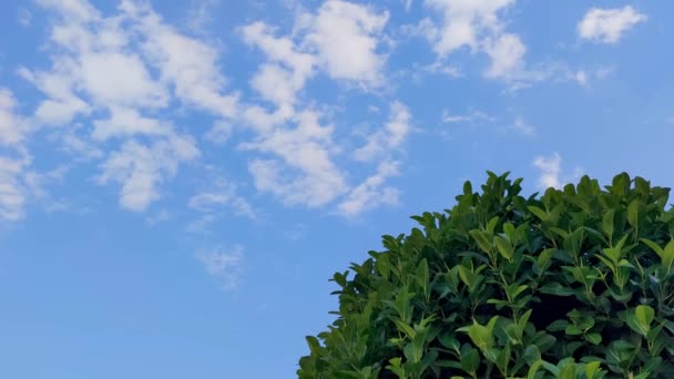 Beautiful Tropical Tree Street Small Town Green Large Leaves Calabria — 图库视频影像