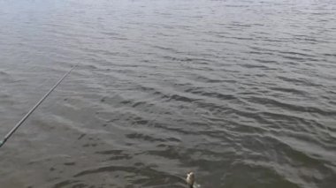 Fishing in the Open air Near the River in a Picturesque Place. The Fisherman Caught a Crucian Fish. Good Fishing in the Morning.