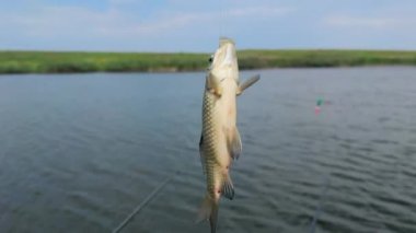 Fishing in the Open air Near the River in a Picturesque Place. The Fisherman Caught a Crucian Fish. Good Fishing in the Morning.