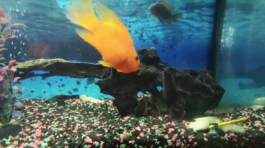 Bright and Colorful Aquarium Fish Play in the Blue Water. A Large Aquarium at Home as Part of the Interior. Cichlid Fish from Tropical Rivers. Exotic Fish, Pets.