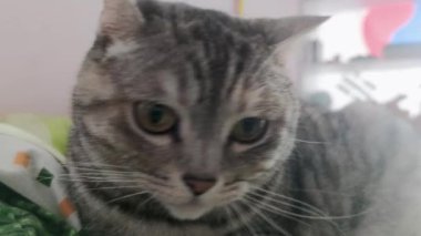 Cat with Big Eyes of Scottish Breed. Amazingly Beautiful Eyes in a Cat that Asks to Eat by Opening its Mouth. Favorite Pets.