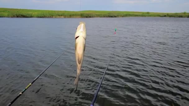 Fishing Open Air River Picturesque Place Fisherman Caught Crucian Fish — Stockvideo