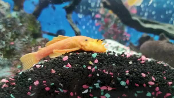 Yellow Funny Aquarium Decorative Catfish Background Bright Colorful Aquarium Fish — Vídeo de Stock