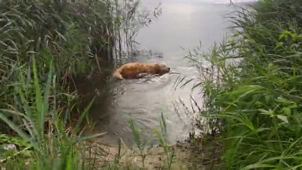 Golden Retriever Swims Lake Picturesque Place Dog Walks His Family — Stockvideo