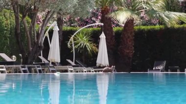 Clean, Blue and Radiant Water in the Pool Against the Backdrop of Tropical Trees, Palm Trees, Flowers, Beach Chairs. Calm Peaceful Environment. Summer Background. Rest After a Working Day.