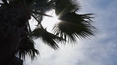 Hindistan cevizi palmiyeleri alt görünüm. Mavi arka planda yeşil palmiye ağacı. Gökyüzüne bakan palmiye ağaçları. Tropikal adada bir sahil. Güneş ışığında palmiye ağaçları. Gimbal yüksek kalite yavaş hareketi vurdu.