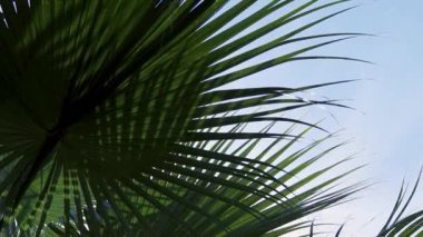 Tropik hindistan cevizi yaprağı rüzgarda sallanıyor güneş ışığı, yaz arkaplanı, yavaş çekim.