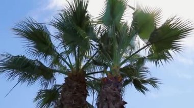 Hindistan cevizi palmiyeleri alt görünüm. Mavi arka planda yeşil palmiye ağacı. Gökyüzüne bakan palmiye ağaçları. Tropikal adada bir sahil. Güneş ışığında palmiye ağaçları. Gimbal yüksek kalite yavaş hareketi vurdu.