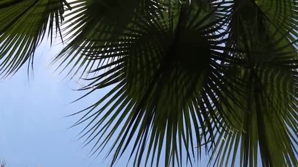 热带椰子树棕榈叶带着阳光在风中摇曳 夏季背景 缓慢运动 — 图库视频影像