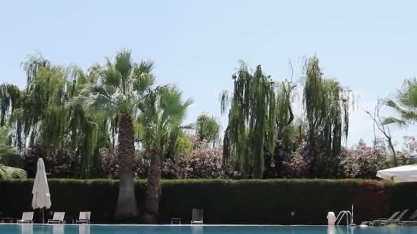 Blue Shining Water Pool Backdrop Tropical Trees Palm Trees Flowers — Stok video