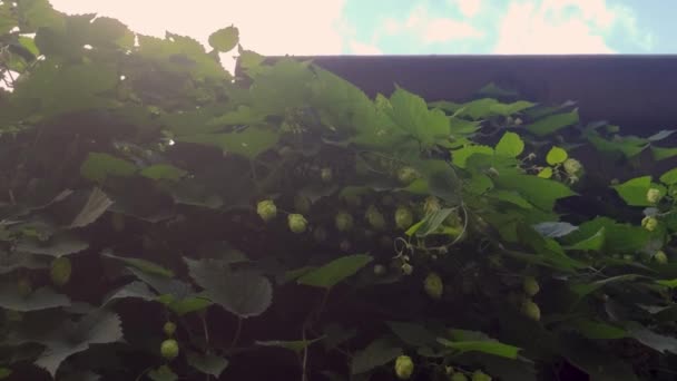 Folhas Lúpulo Verde Jovem Oscilam Vento Verão Fora Cidade — Vídeo de Stock