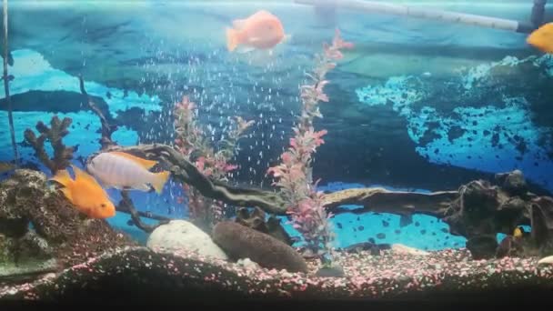 Большой Яркий Аквариум Шкафу Квартире Разноцветные Рыбы Плавают Подсвеченном Аквариуме — стоковое видео