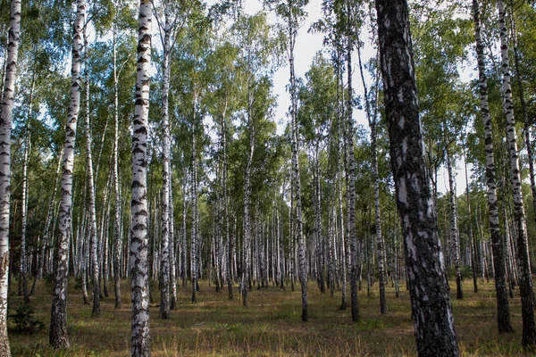 Birch Grove on a Sunny Summer Day, Landscape Banner, Huge Panorama. Birch Grove Outside the City in Ukraine, Summer Landscape. Grove of Birches.